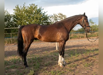 KWPN, Gelding, 4 years, 16,1 hh, Brown
