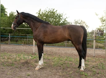 KWPN, Gelding, 4 years, 16,1 hh, Brown