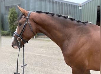 KWPN, Gelding, 4 years, 16,1 hh, Brown