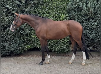 KWPN, Gelding, 4 years, 16,1 hh, Brown