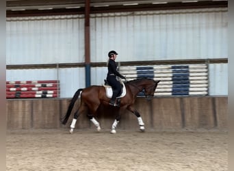 KWPN, Gelding, 4 years, 16,1 hh, Brown