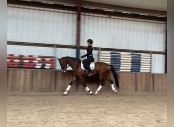 KWPN, Gelding, 4 years, 16,1 hh, Brown