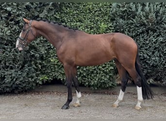 KWPN, Gelding, 4 years, 16,1 hh, Brown