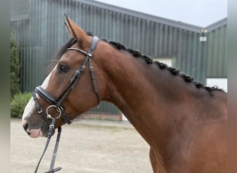 KWPN, Gelding, 4 years, 16,1 hh, Brown