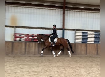 KWPN, Gelding, 4 years, 16,1 hh, Brown