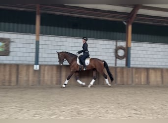 KWPN, Gelding, 4 years, 16,1 hh, Brown