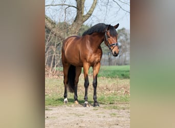 KWPN, Gelding, 4 years, 16,1 hh, Brown