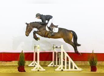 KWPN, Gelding, 4 years, 16,1 hh, Brown