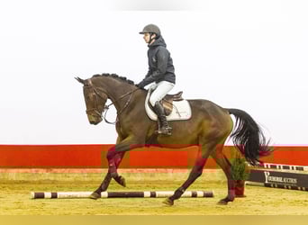 KWPN, Gelding, 4 years, 16,1 hh, Brown