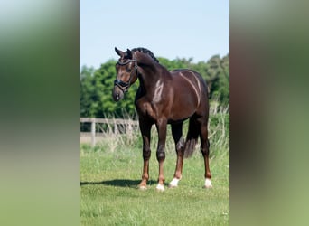 KWPN, Gelding, 4 years, 16,1 hh, Chestnut