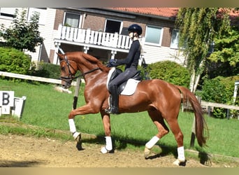 KWPN, Gelding, 4 years, 16,1 hh, Chestnut-Red