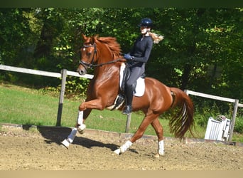 KWPN, Gelding, 4 years, 16,1 hh, Chestnut-Red