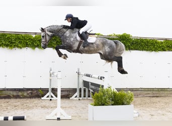 KWPN, Gelding, 4 years, 16,1 hh, Gray