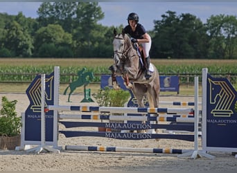 KWPN, Gelding, 4 years, 16,1 hh, Grey-Dapple