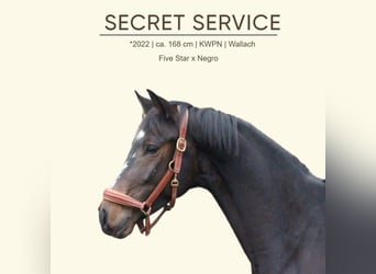 KWPN, Gelding, 4 years, 16,1 hh, Smoky-Black