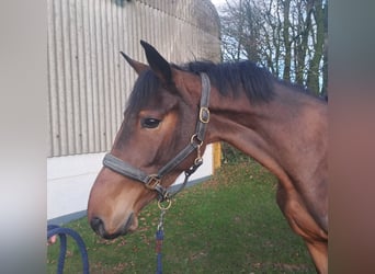 KWPN, Gelding, 4 years, 16,2 hh, Bay-Dark