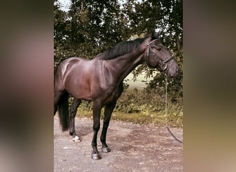 KWPN, Gelding, 4 years, 16,2 hh, Black