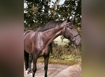 KWPN, Gelding, 4 years, 16,2 hh, Black
