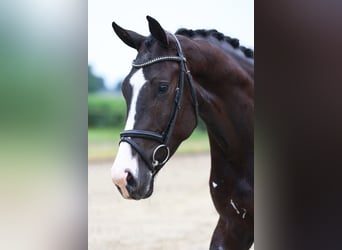 KWPN, Gelding, 4 years, 16,2 hh, Black
