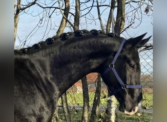 KWPN, Gelding, 4 years, 16,2 hh, Black