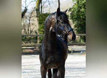 KWPN, Gelding, 4 years, 16,2 hh, Brown