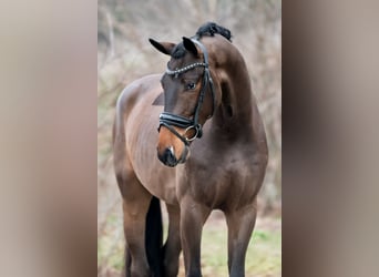 KWPN, Gelding, 4 years, 16,2 hh, Brown-Light
