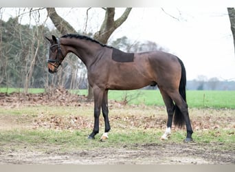 KWPN, Gelding, 4 years, 16,2 hh, Brown-Light