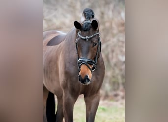 KWPN, Gelding, 4 years, 16,2 hh, Brown-Light