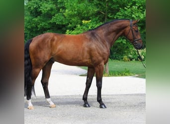 KWPN, Gelding, 4 years, 16,2 hh, Brown
