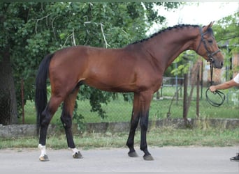 KWPN, Gelding, 4 years, 16,2 hh, Brown