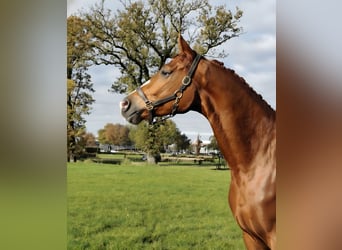 KWPN, Gelding, 4 years, 16,2 hh, Chestnut-Red