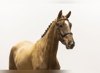 KWPN, Gelding, 4 years, 16,2 hh, Chestnut-Red