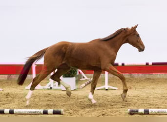 KWPN, Gelding, 4 years, 16,2 hh, Chestnut-Red