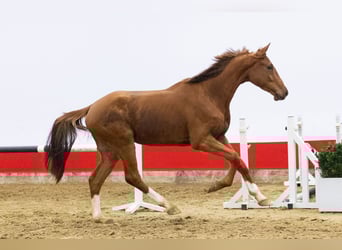 KWPN, Gelding, 4 years, 16,2 hh, Chestnut-Red