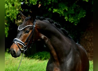 KWPN, Gelding, 4 years, 16,2 hh