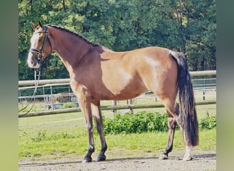 KWPN, Gelding, 4 years, 16,2 hh