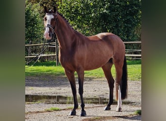 KWPN, Gelding, 4 years, 16,2 hh