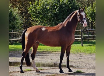 KWPN, Gelding, 4 years, 16,2 hh
