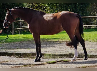 KWPN, Gelding, 4 years, 16,2 hh