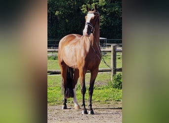 KWPN, Gelding, 4 years, 16,2 hh