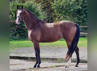 KWPN, Gelding, 4 years, 16,2 hh