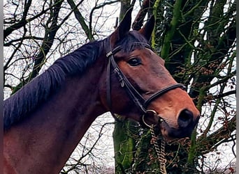 KWPN, Gelding, 4 years, 16,2 hh