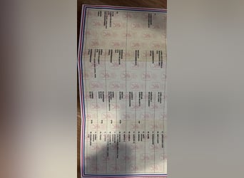 KWPN, Gelding, 4 years, 16,3 hh, Bay-Dark