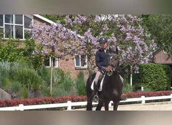 KWPN, Gelding, 4 years, 16,3 hh, Bay-Dark