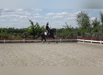 KWPN, Gelding, 4 years, 16,3 hh, Bay-Dark