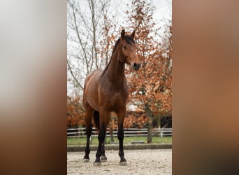 KWPN, Gelding, 4 years, 16,3 hh, Brown
