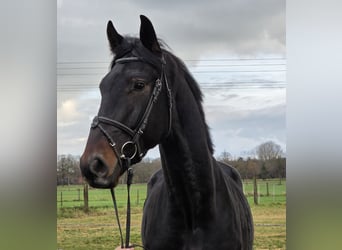KWPN, Gelding, 4 years, 16,3 hh, Smoky-Black