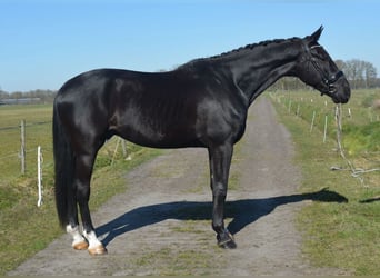 KWPN, Gelding, 4 years, 17.1 hh, Black