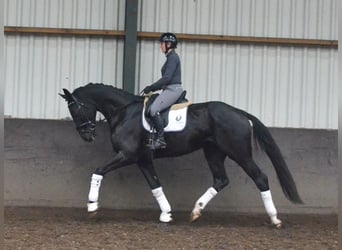 KWPN, Gelding, 4 years, 17.1 hh, Black