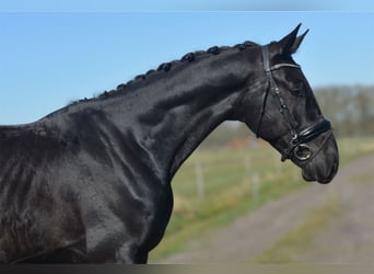 KWPN, Gelding, 4 years, 17.1 hh, Black